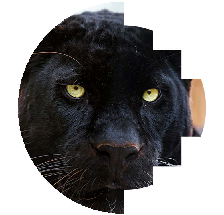 pantera negra black phanter animal de poder jaguar leopard nativo america chamanismo nahualt totem