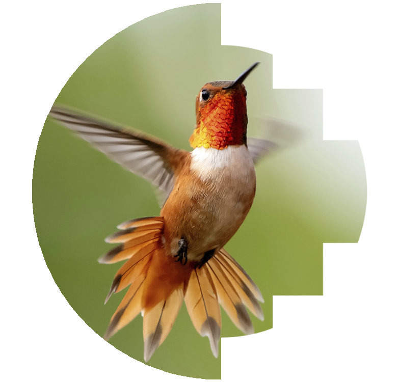 Despertar del Norte Colibri picaflor