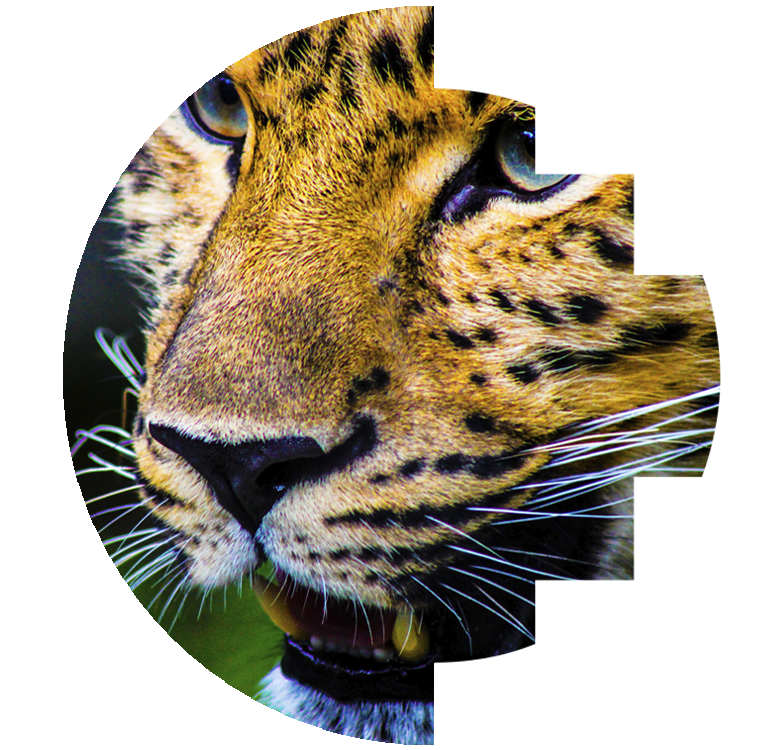 Despertar del oeste jaguar