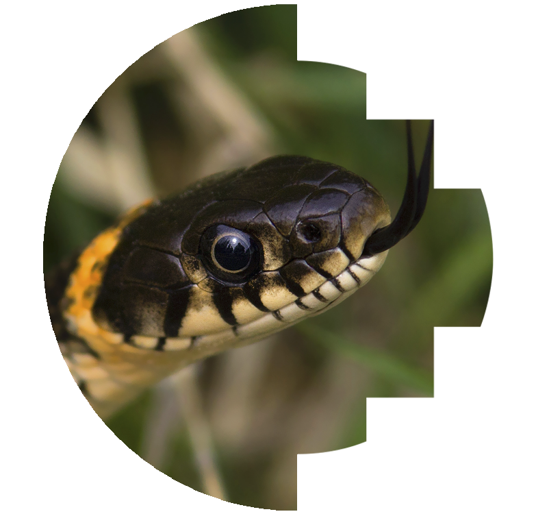 Despertar dimnesion sur serpiente